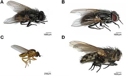 Insects in water towers: Hibernating flies could compromise microbial drinking water quality